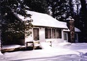 Birchwood in Winter
