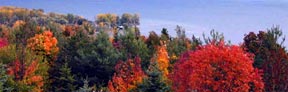 Fall Colors